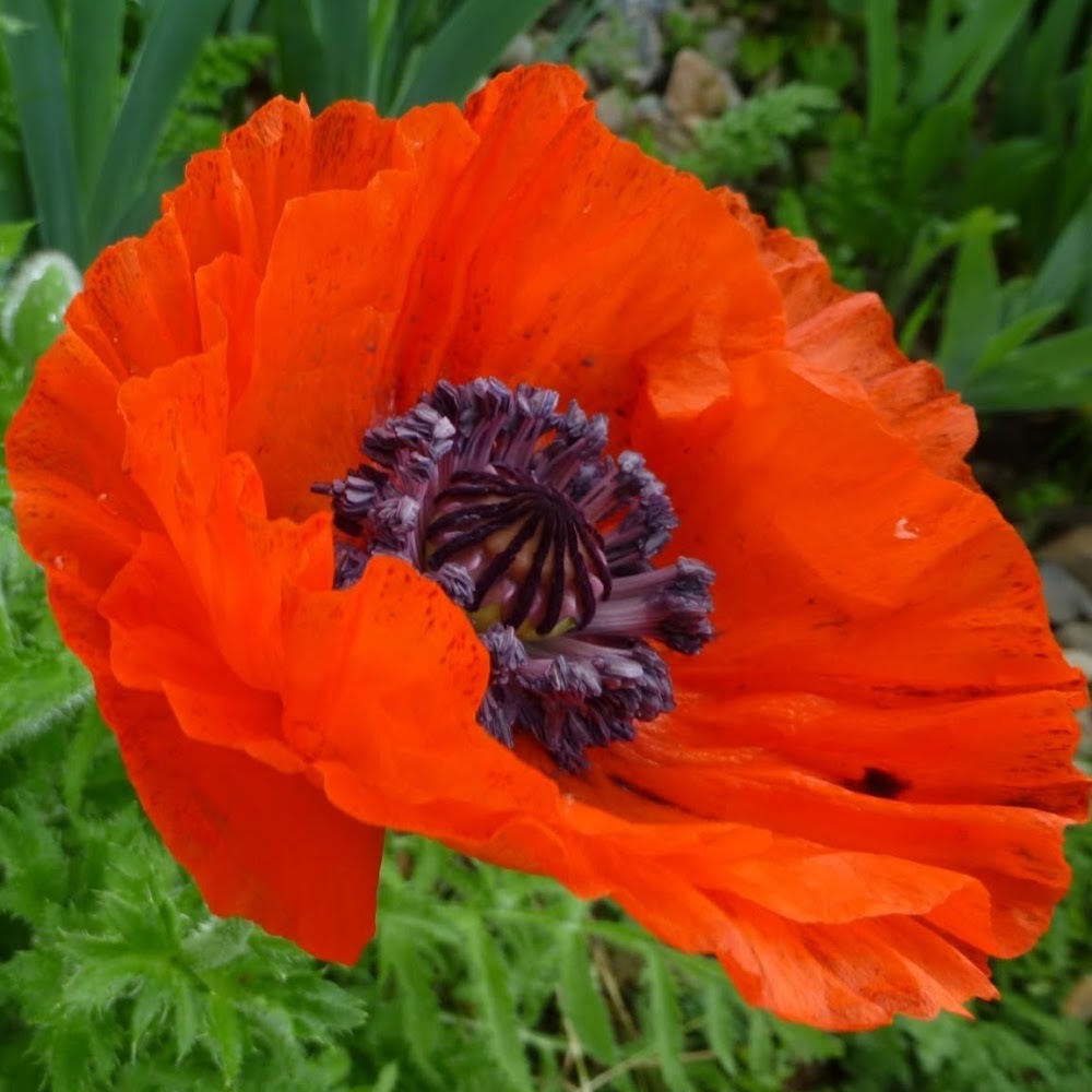 Meet your Posher, Nicki